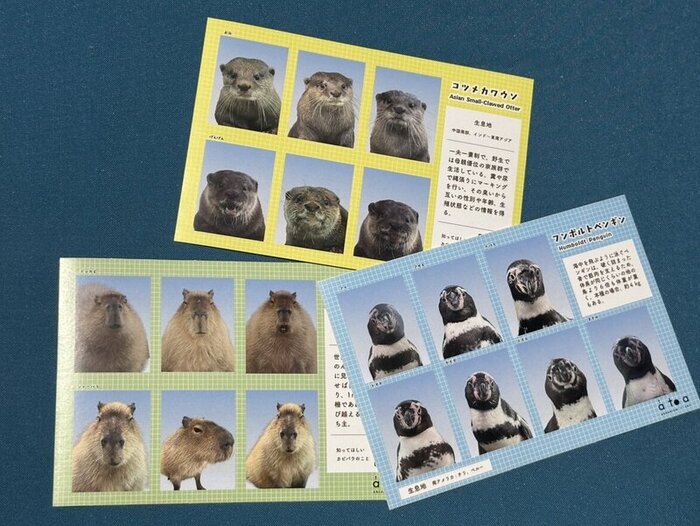 カピバラ・コツメカワウソ・フンボルトペンギンの「証明写真風シール